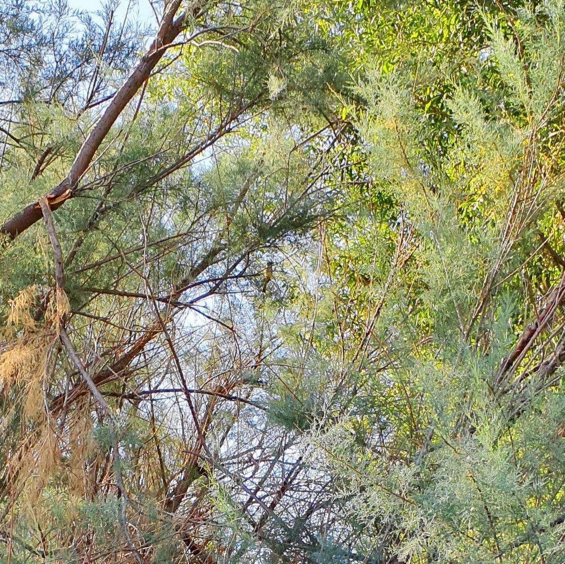 Dusky-capped Flycatcher - ML582636391