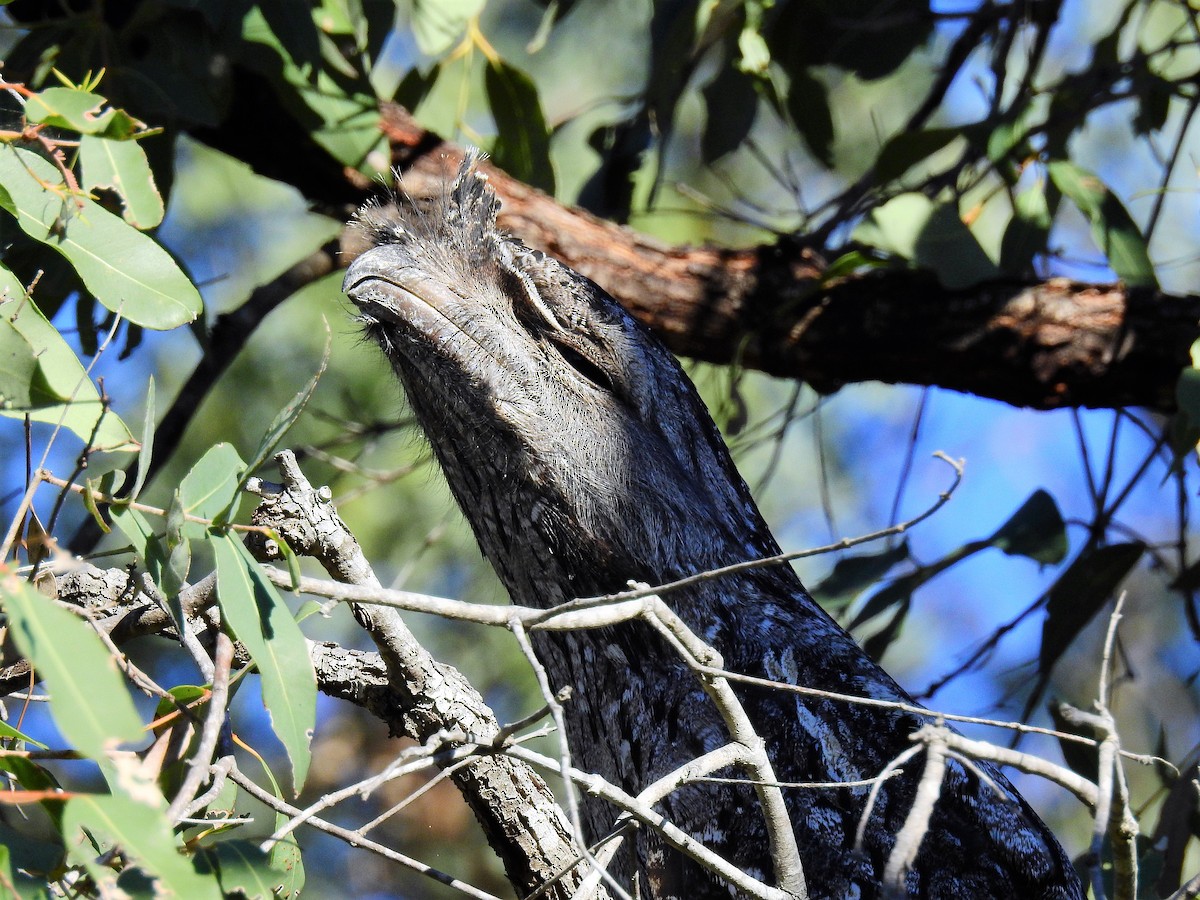 Tawny Frogmouth - Sue Lee