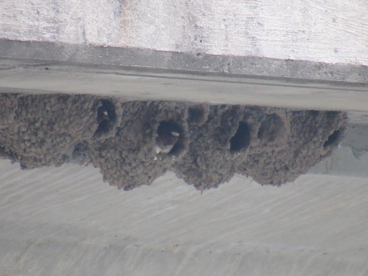 Cliff Swallow - ML582639171