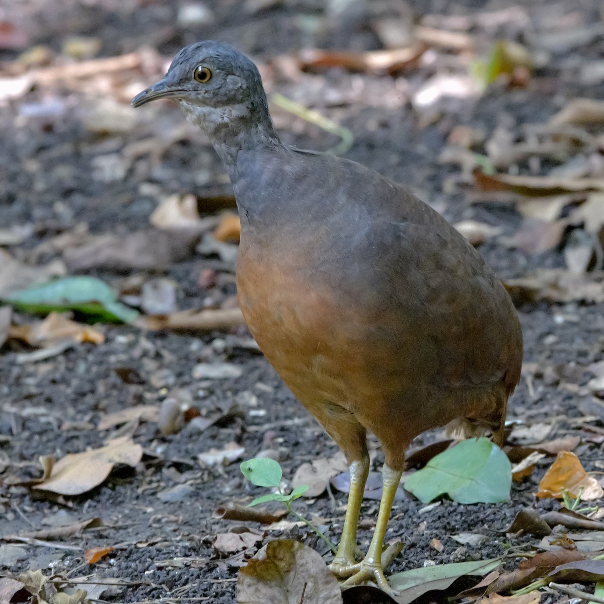 Little Tinamou - ML582639481