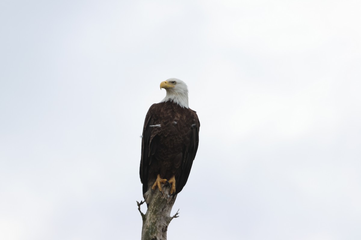 Bald Eagle - ML582639641