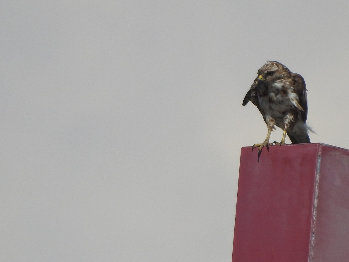 Common Buzzard - ML582639661