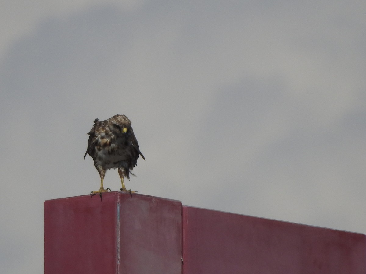 Common Buzzard - ML582639791