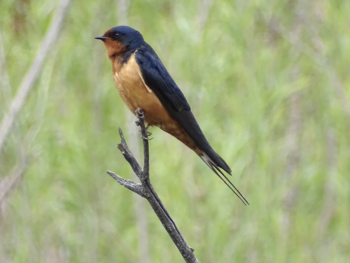 Barn Swallow - ML582640321