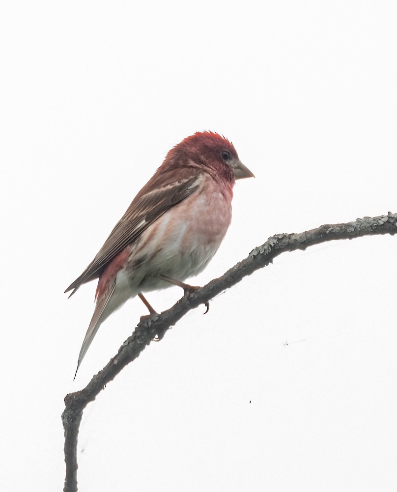 House/Purple Finch - ML582640551