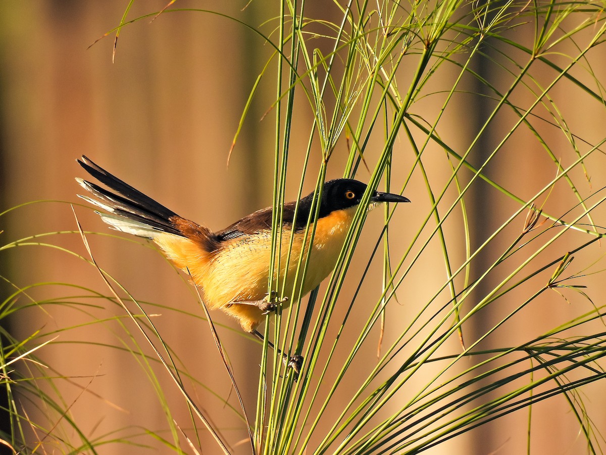 Black-capped Donacobius - ML582640741