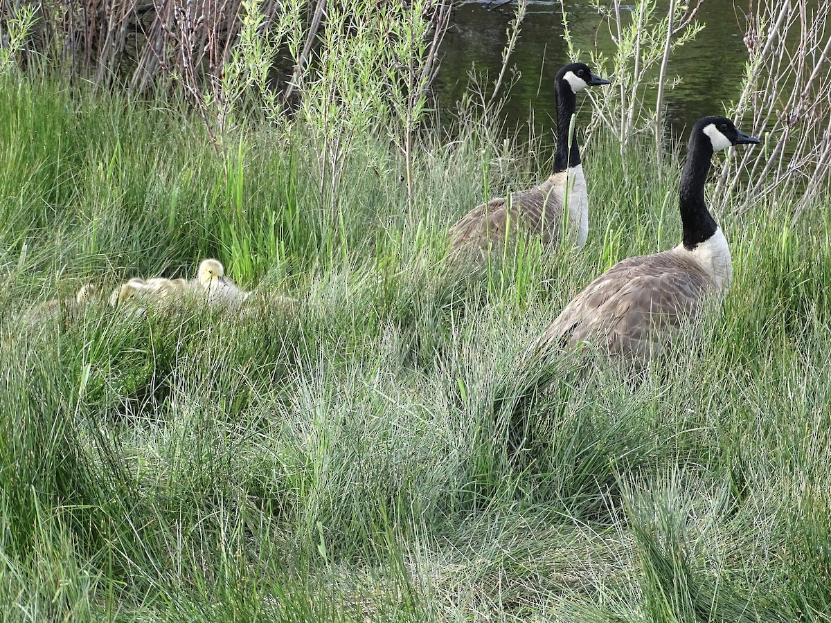 Canada Goose - Jeffrey Roth