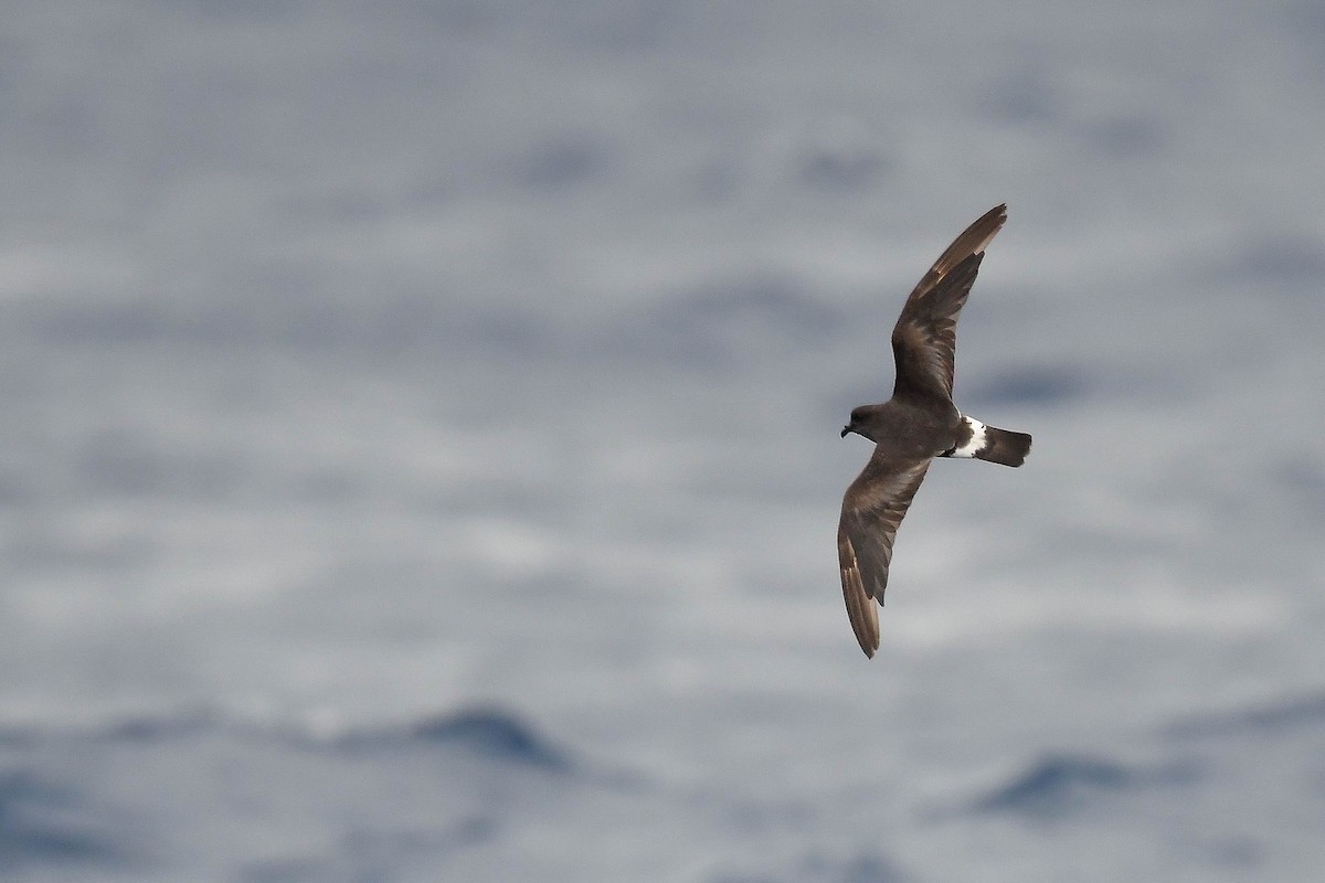 Band-rumped Storm-Petrel (Grant's) - Kate Sutherland