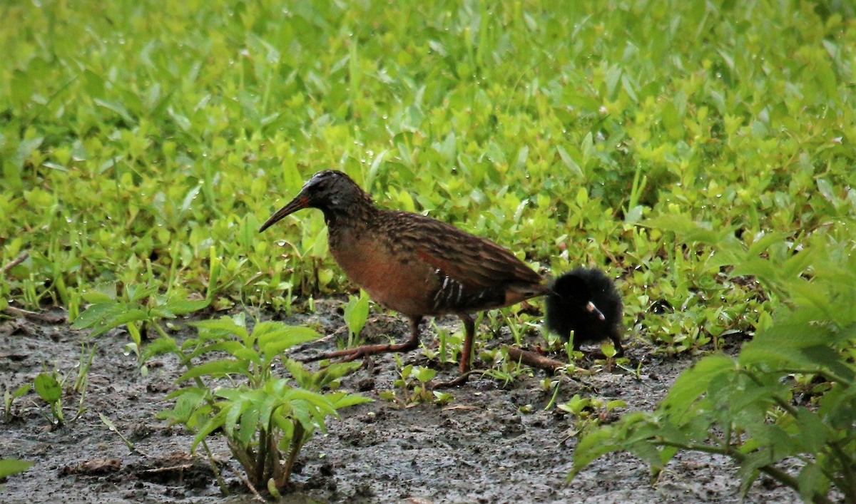 Virginia Rail - Nels Nelson