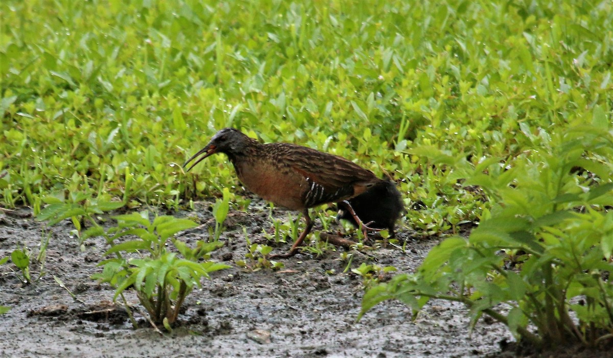 Virginia Rail - ML582643641