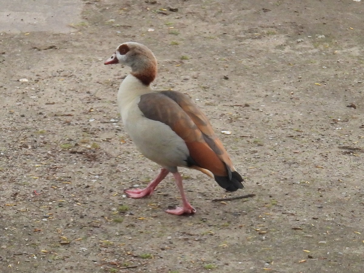 Egyptian Goose - ML582643891
