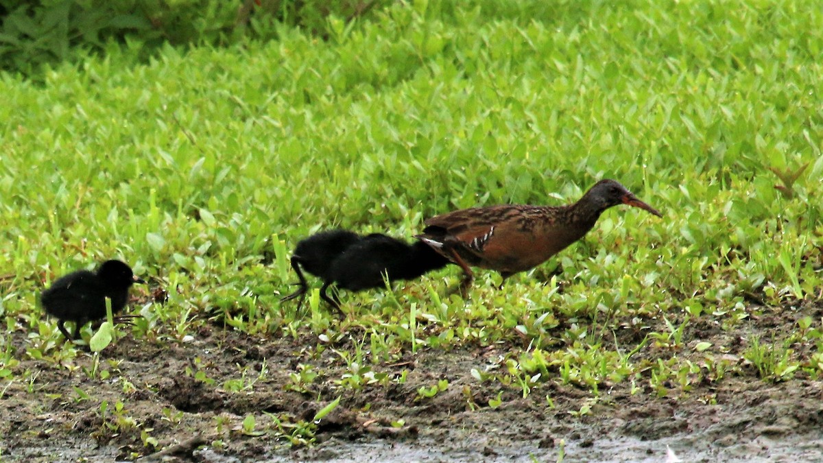 Virginia Rail - ML582643981