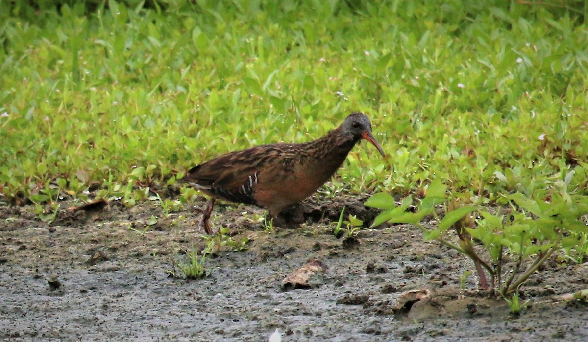 Virginia Rail - Nels Nelson