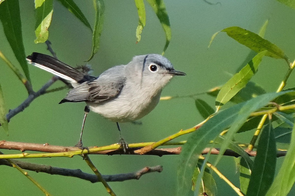 Blue-gray Gnatcatcher - ML582644861