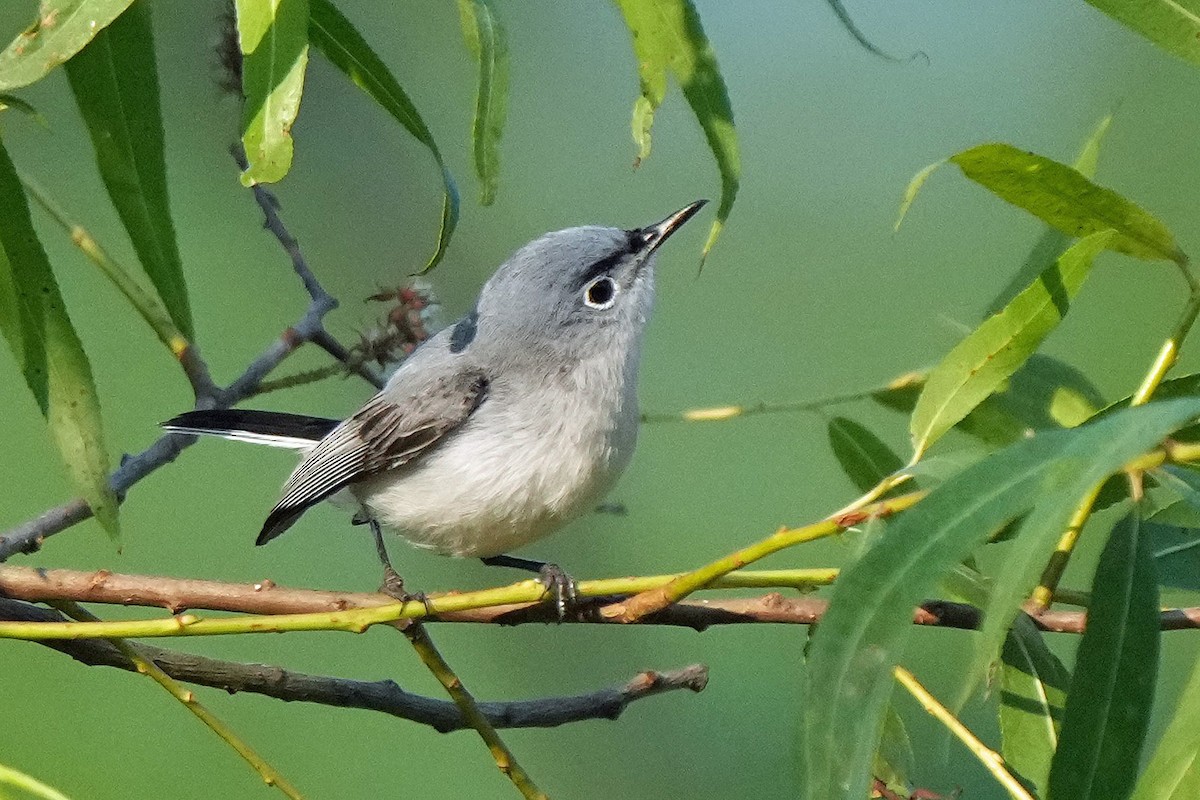 Blue-gray Gnatcatcher - ML582644871