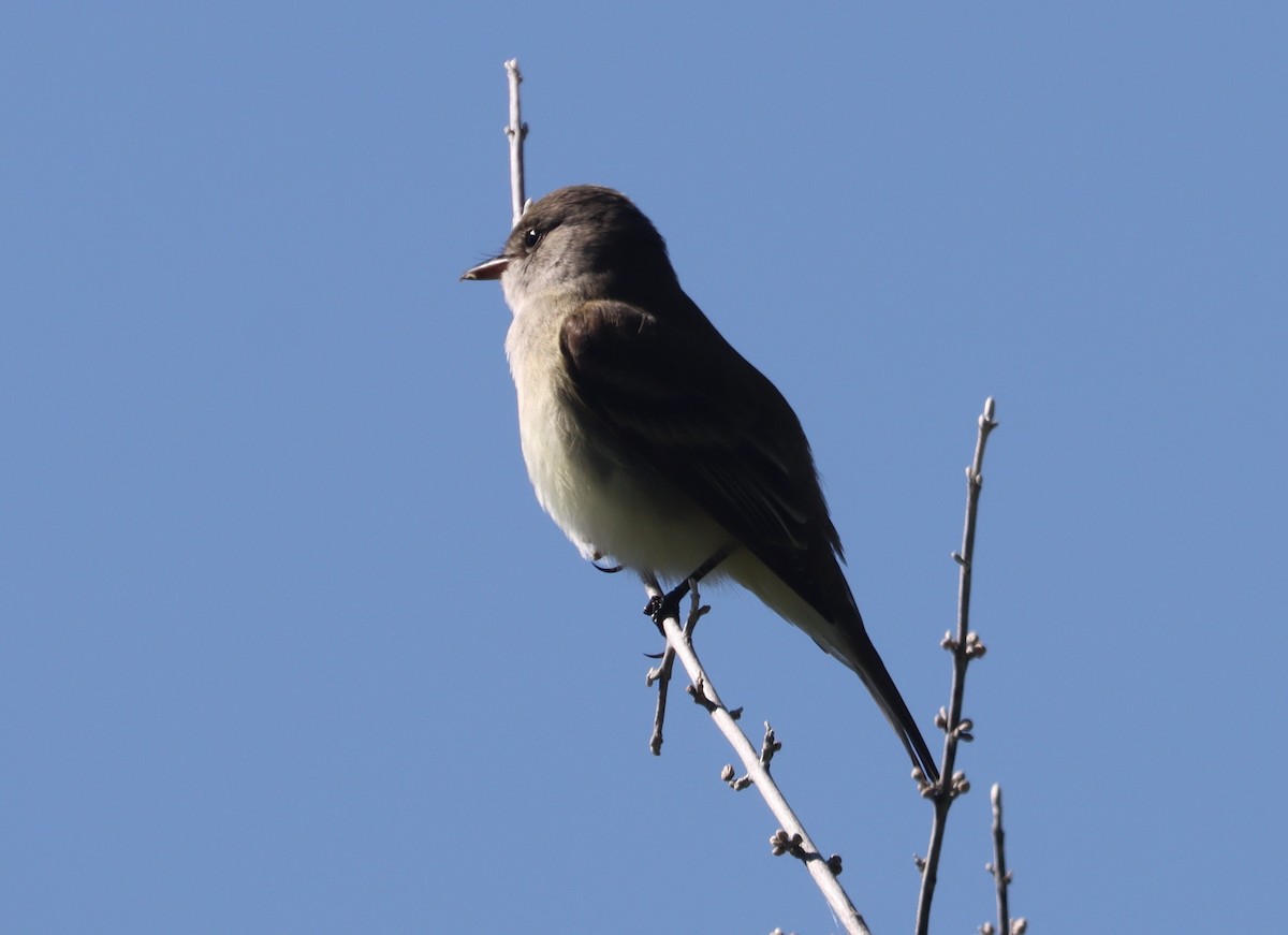 Willow Flycatcher - John Drummond