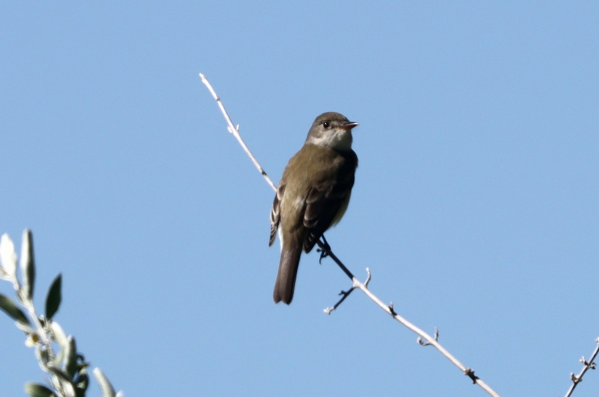 Willow Flycatcher - John Drummond