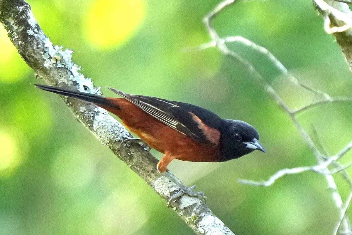 Orchard Oriole - ML582645101