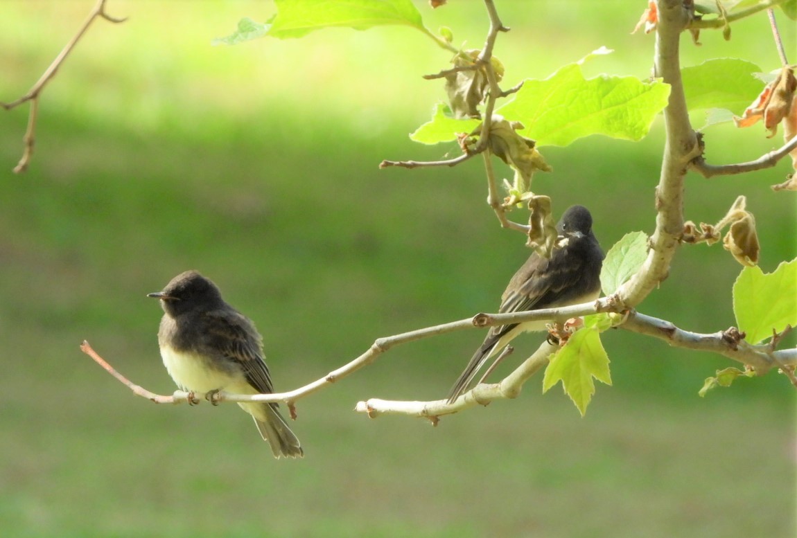 Black Phoebe - Carol Furutani