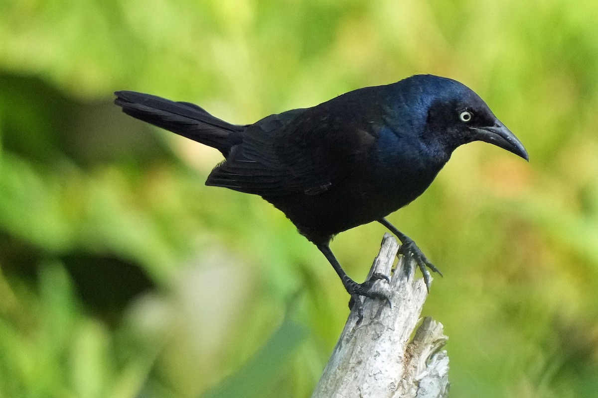 Common Grackle - ML582645381