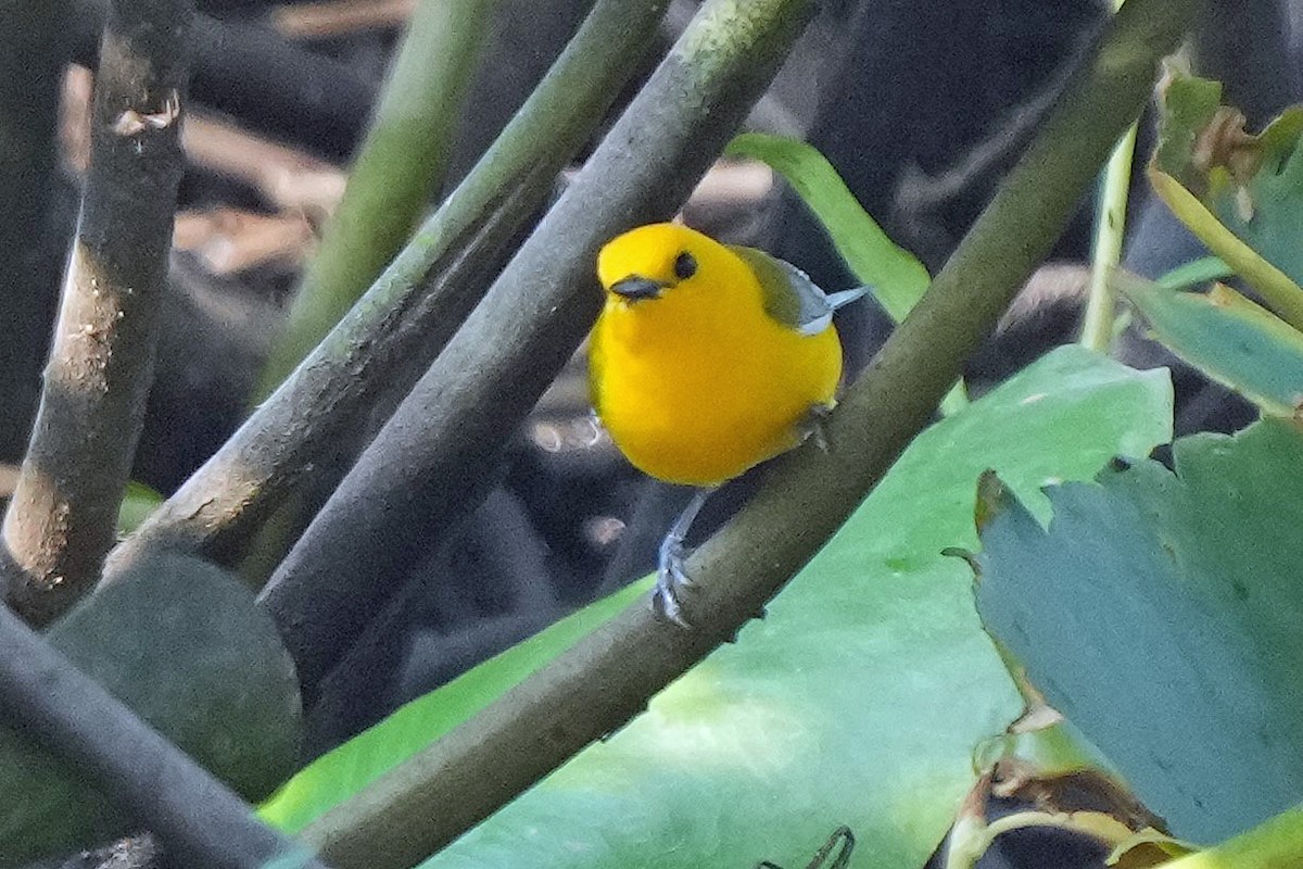 Prothonotary Warbler - ML582645441