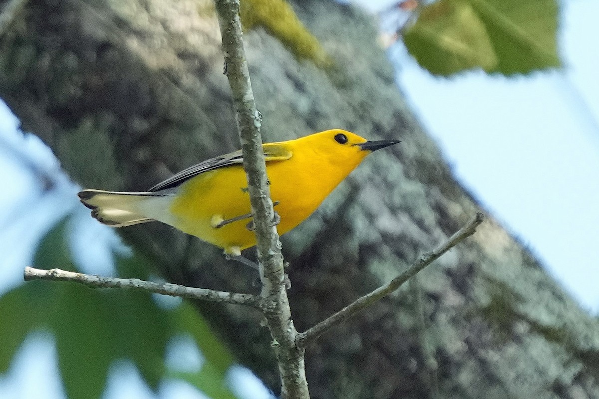 Prothonotary Warbler - ML582645451