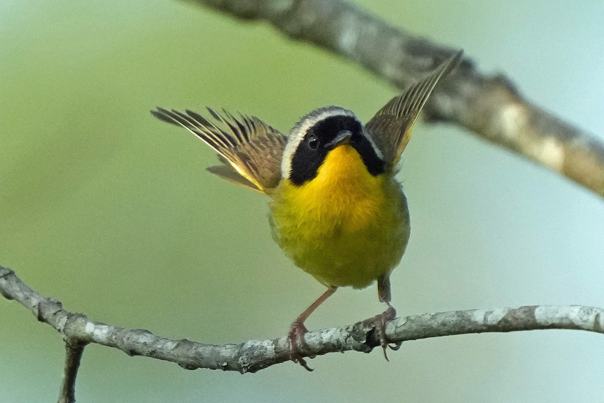 Common Yellowthroat - ML582645671