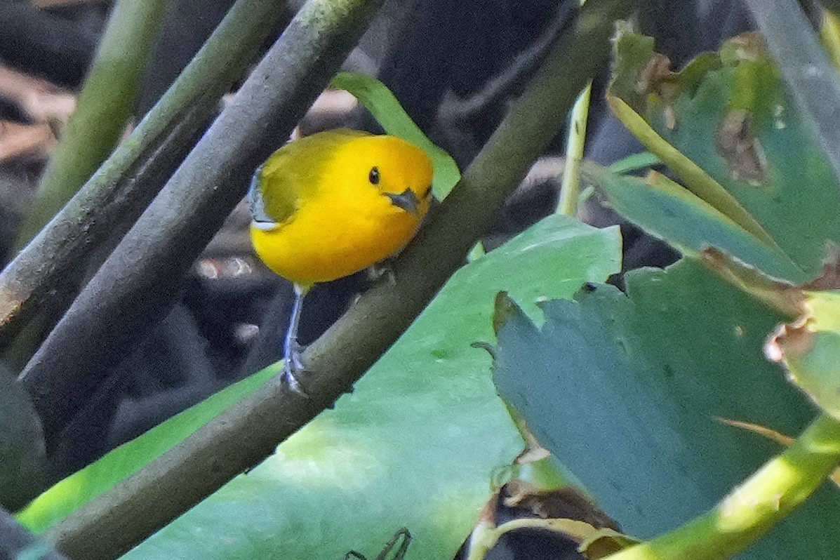 Prothonotary Warbler - ML582645791