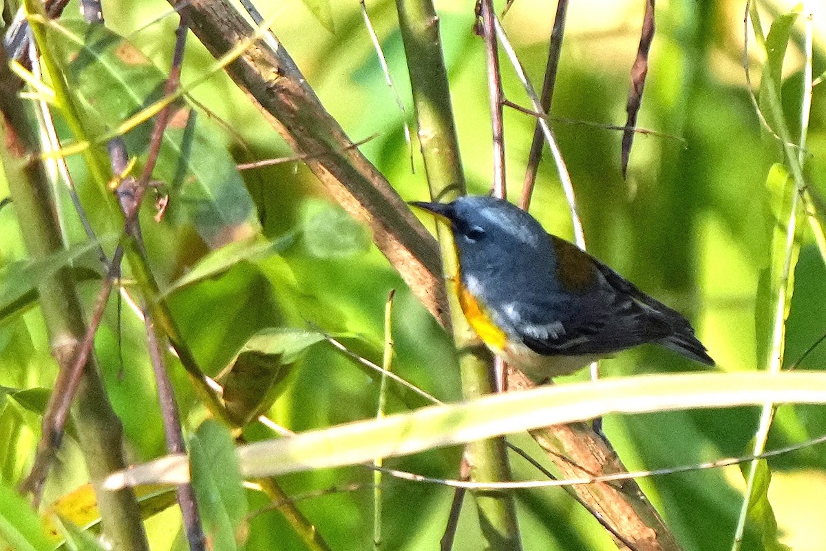 Northern Parula - ML582646011