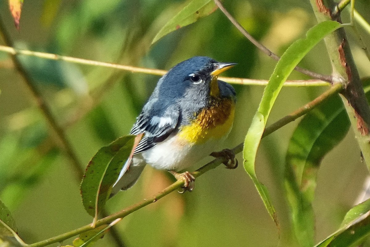 Northern Parula - ML582646021