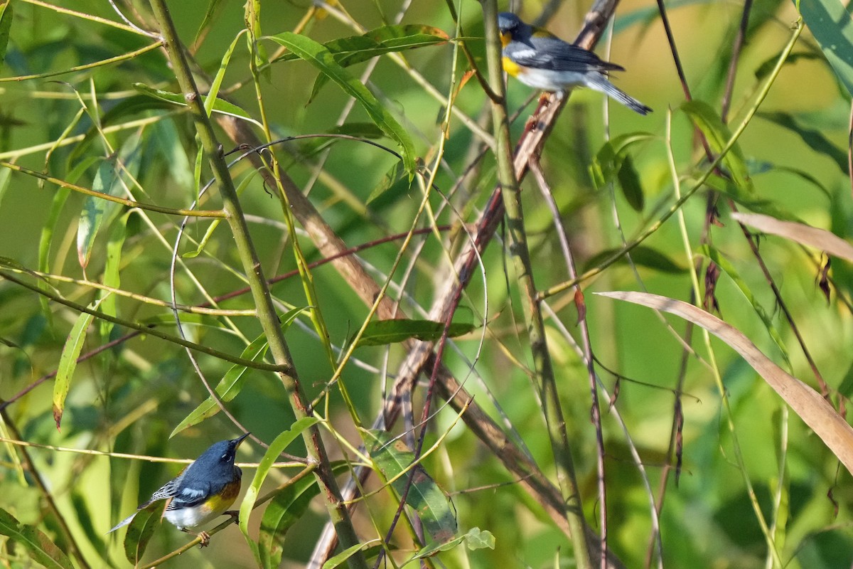 Parula Norteña - ML582646031