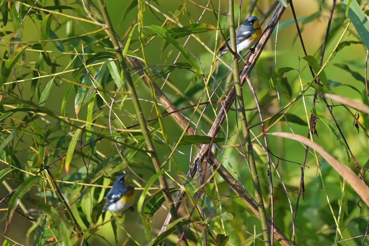 Parula Norteña - ML582646041