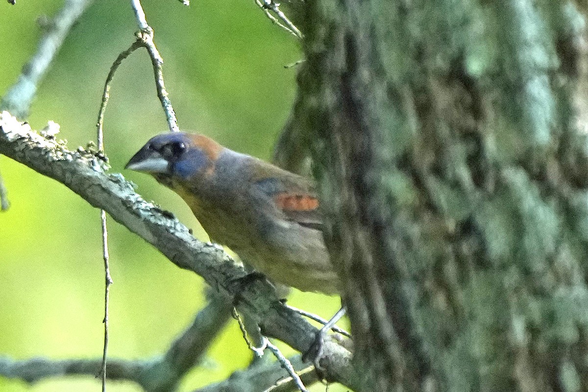 Blue Grosbeak - ML582646241