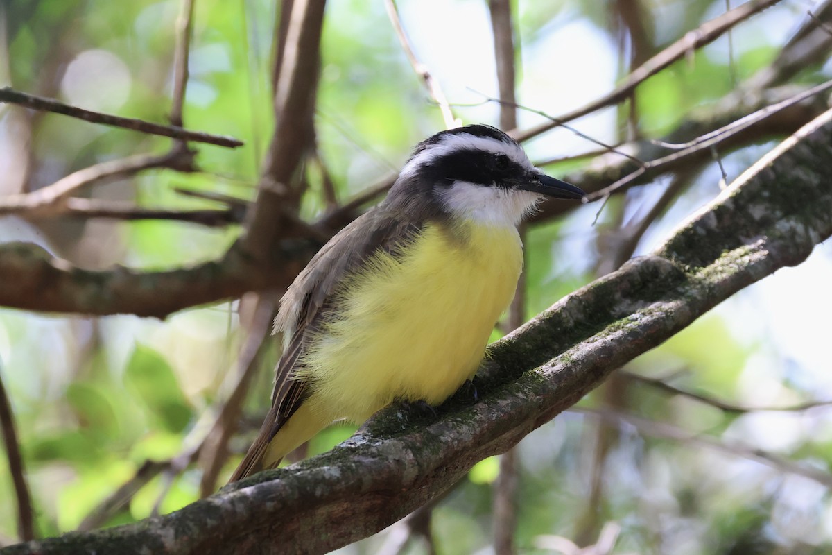 Great Kiskadee - ML582646371