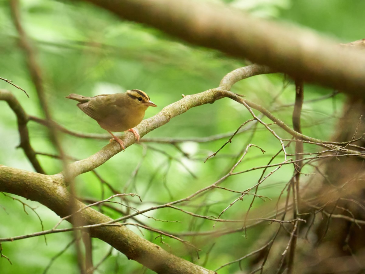 Paruline vermivore - ML582646681