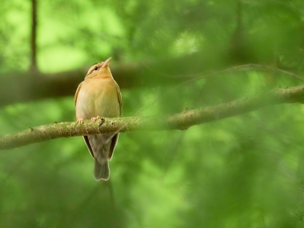 Worm-eating Warbler - Alex Eisengart