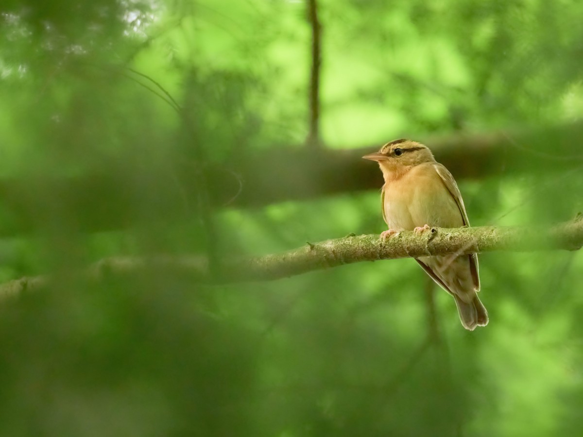 Worm-eating Warbler - Alex Eisengart