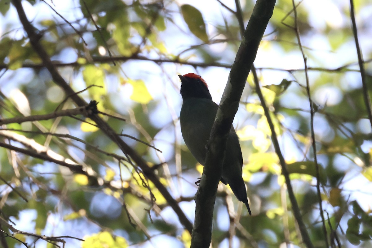 Swallow-tailed Manakin - ML582646991