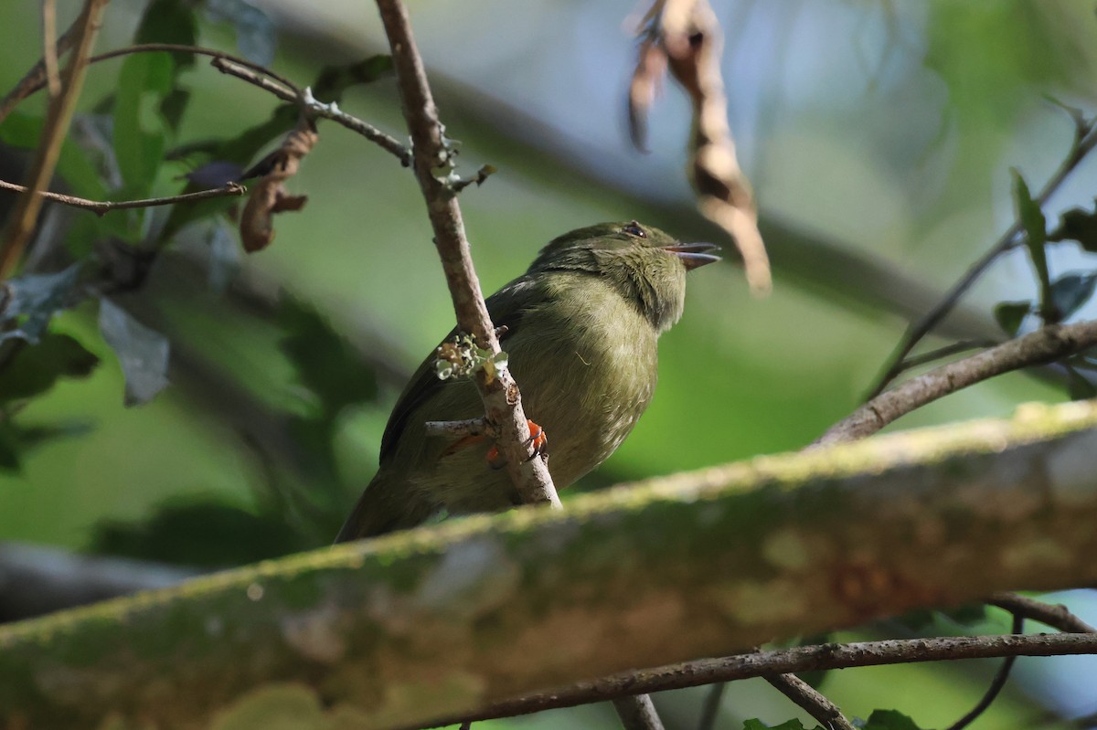 Swallow-tailed Manakin - Michael McCloy