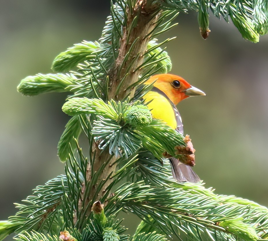 Western Tanager - ML582647211