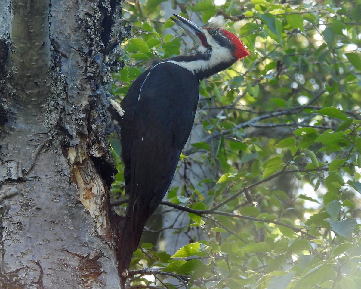 Pileated Woodpecker - ML582648481