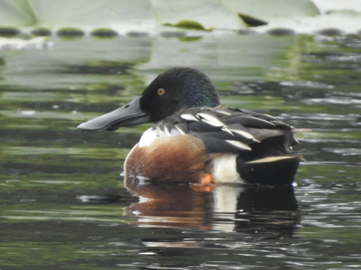 Northern Shoveler - ML582648531