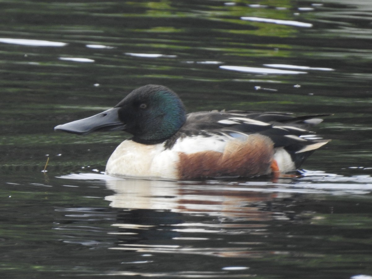 Northern Shoveler - ML582648541