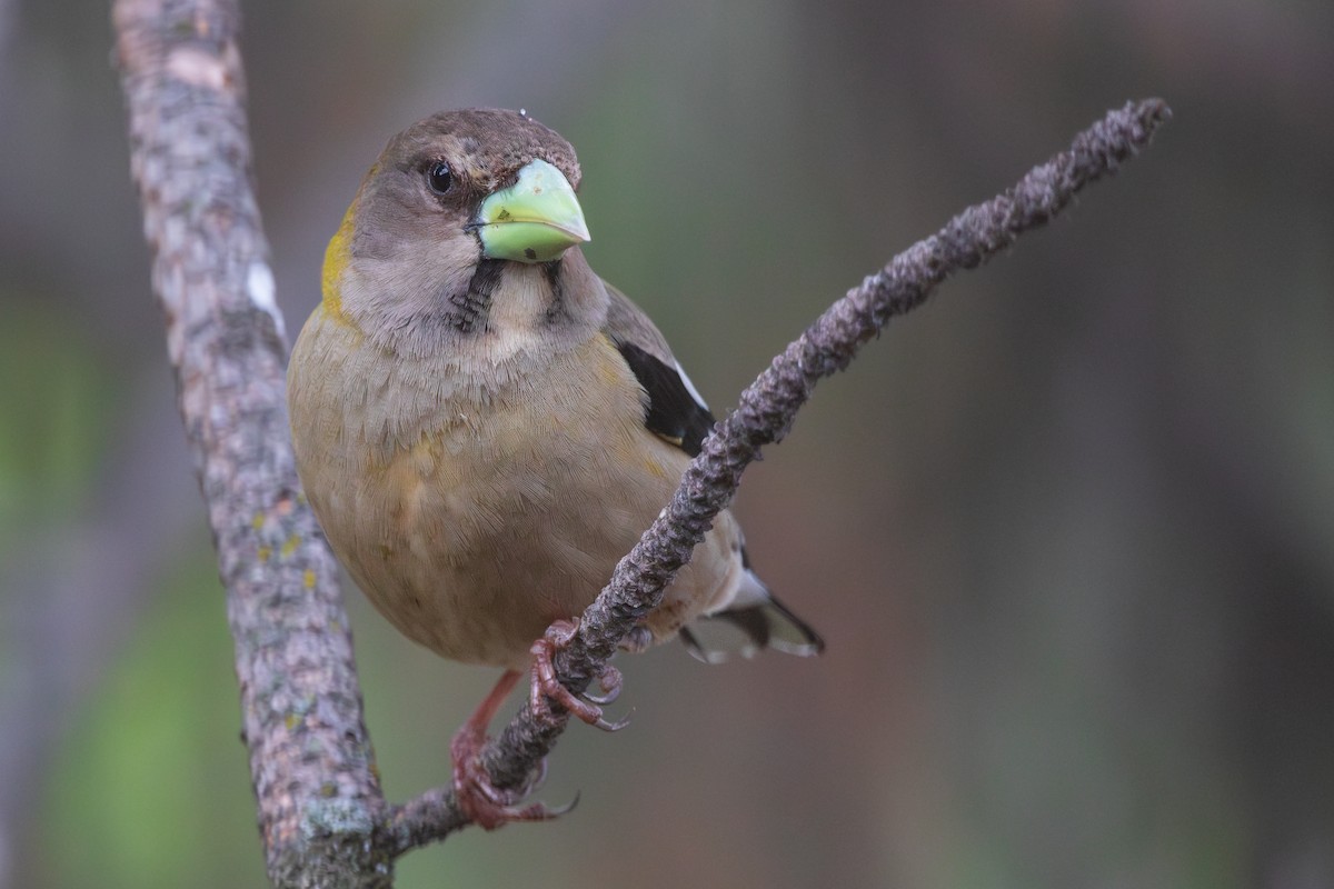 Evening Grosbeak - ML582648751