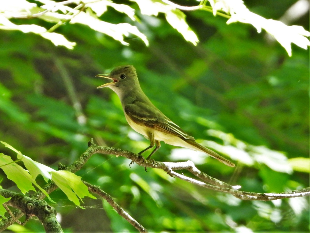 Great Crested Flycatcher - ML582648761