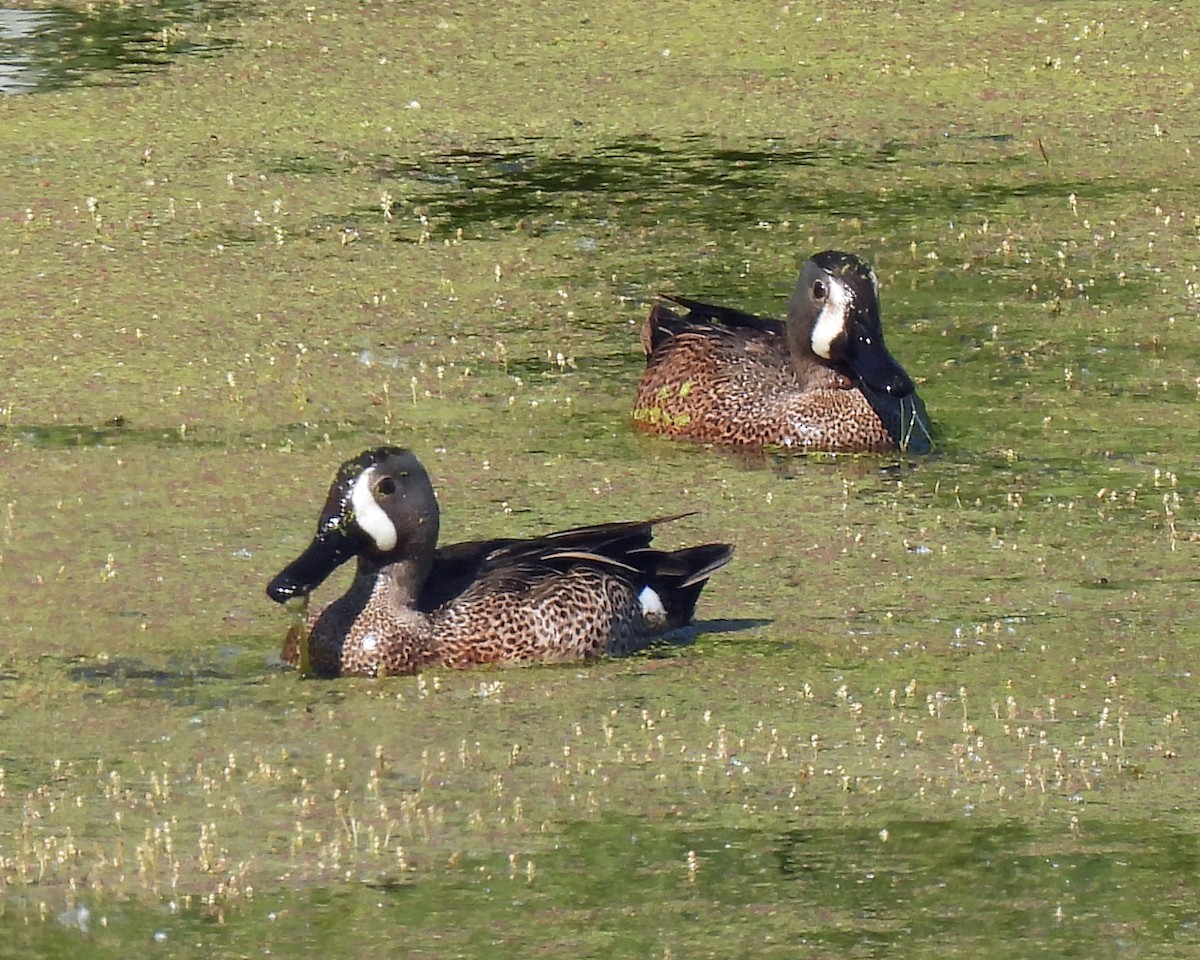 Blue-winged Teal - ML582648841