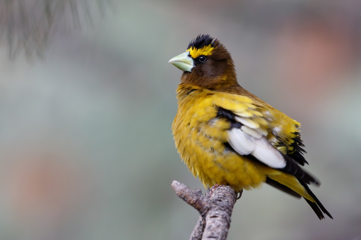 Evening Grosbeak - ML582649001