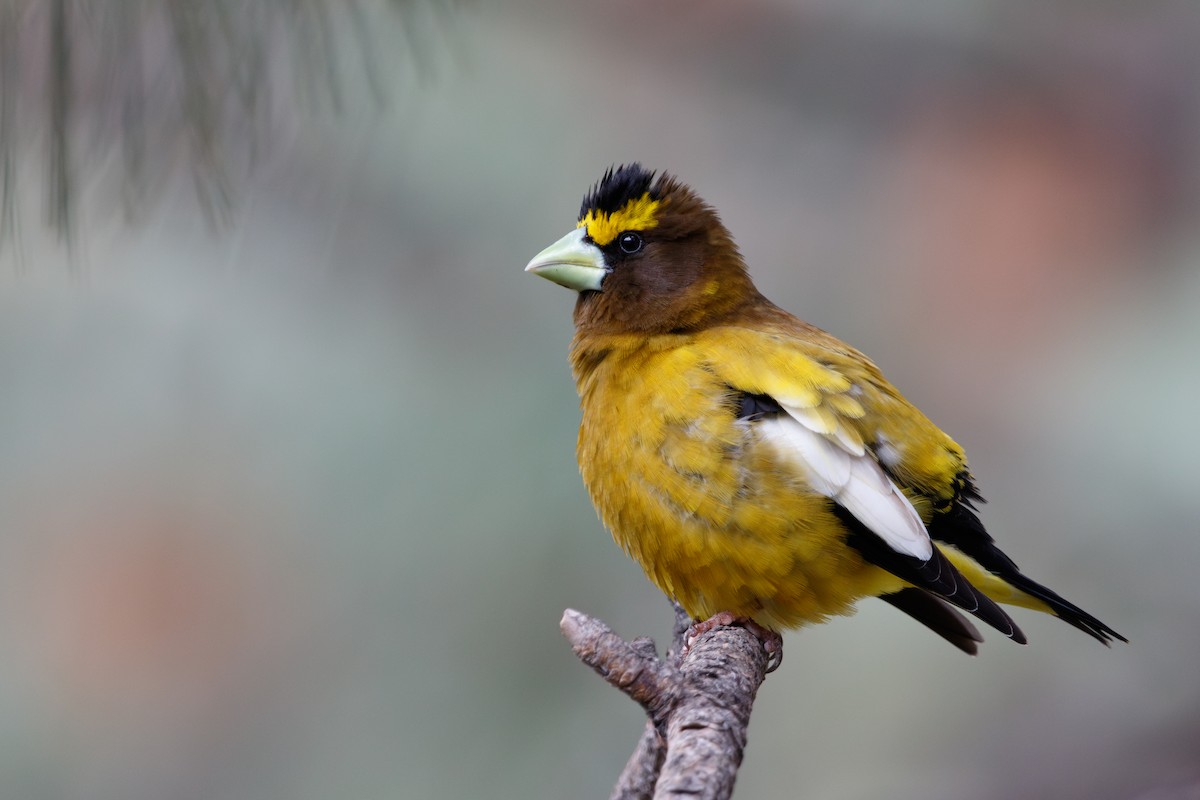 Evening Grosbeak - Jill L