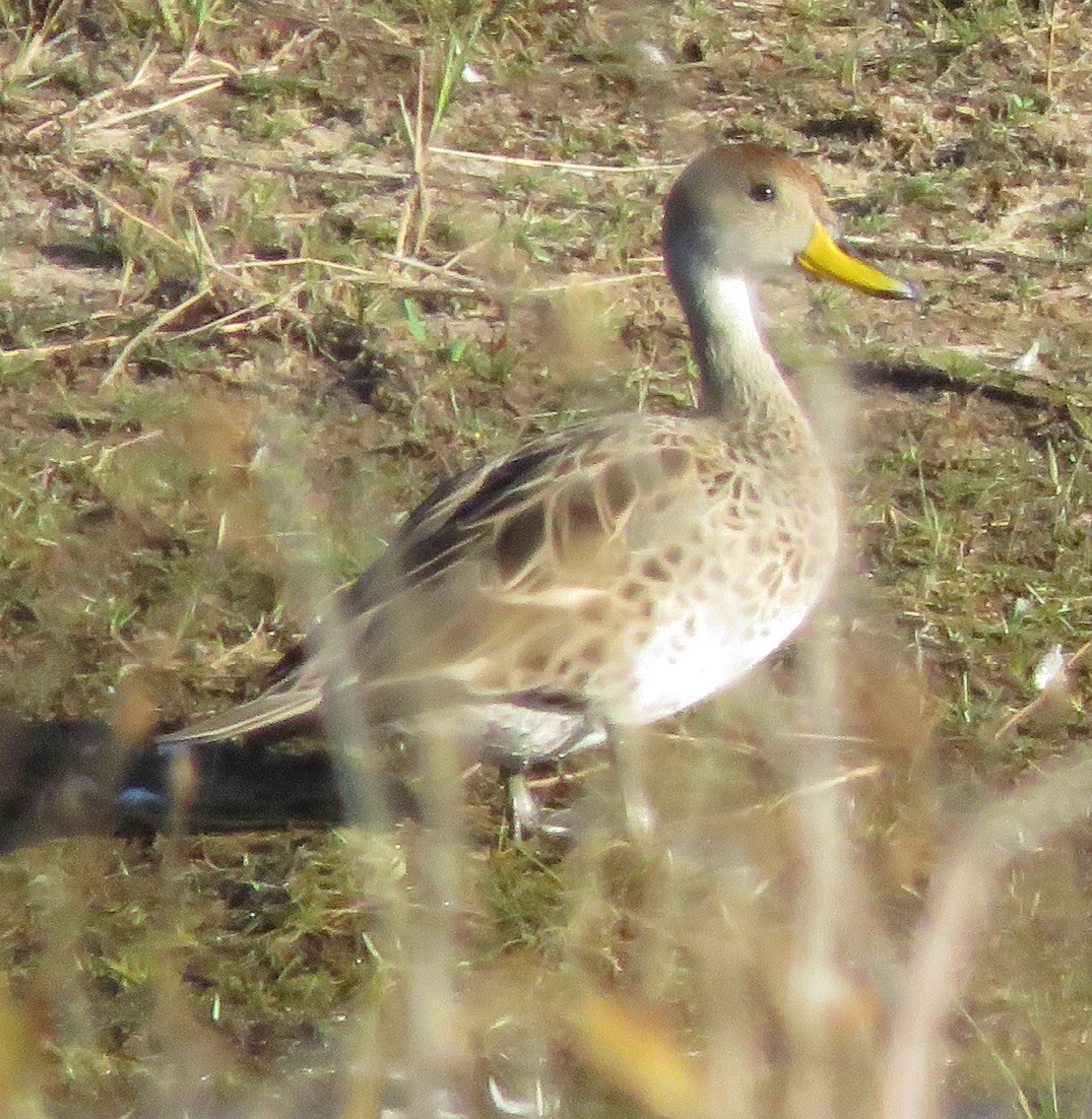 Yellow-billed Pintail - ML582649581