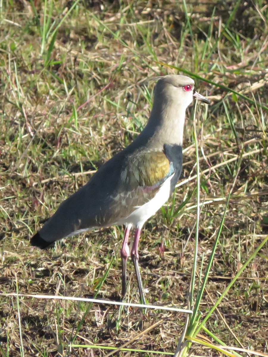 Southern Lapwing - ML582649741